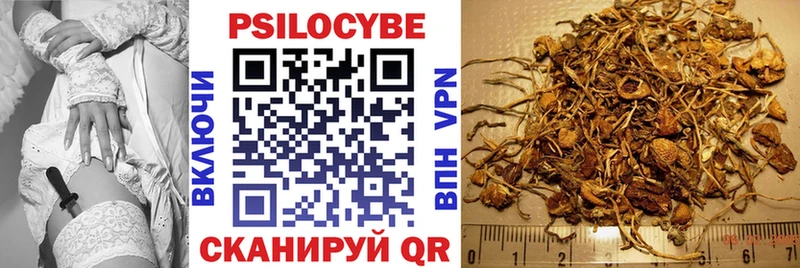 Псилоцибиновые грибы Psilocybe  цены наркотик  Будённовск 
